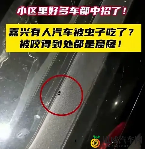 警惕！栾树下停车遭虫啃，新车满是窟窿-3