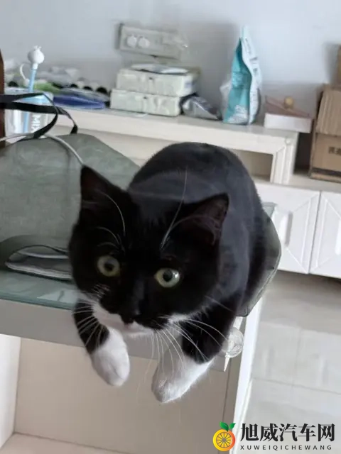 零跑带宠自驾：守护模式超安心-1