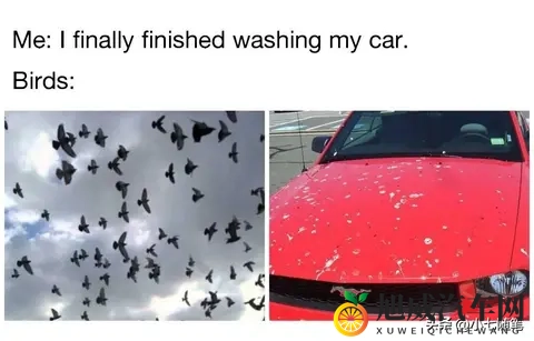 鸟真的会更喜欢在某些款式和颜色的车上拉屎吗？-3