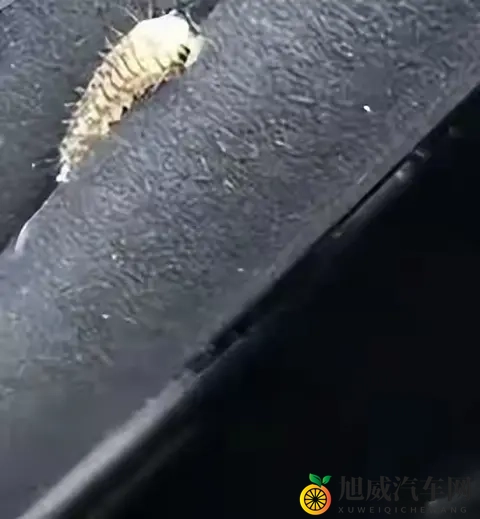 警惕！栾树下停车遭虫啃，新车满是窟窿-2