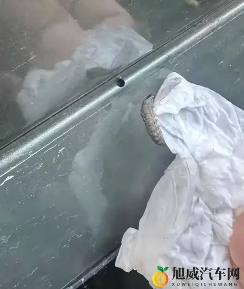警惕！栾树下停车遭虫啃，新车满是窟窿-1