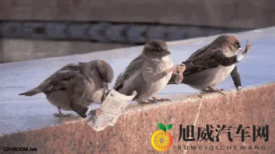 鸟真的会更喜欢在某些款式和颜色的车上拉屎吗？-1