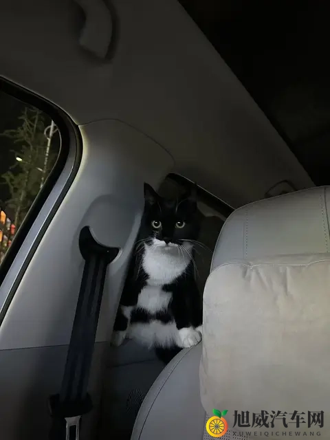 零跑带宠自驾：守护模式超安心-2